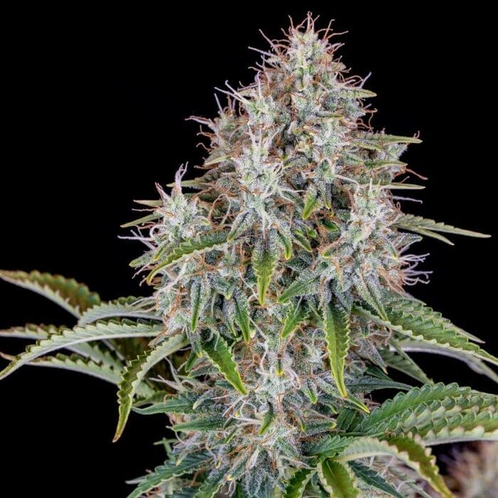 Cinderella Auto