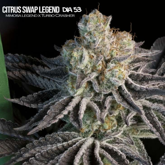 Citrus Swap Legend Citrus Swap Legend