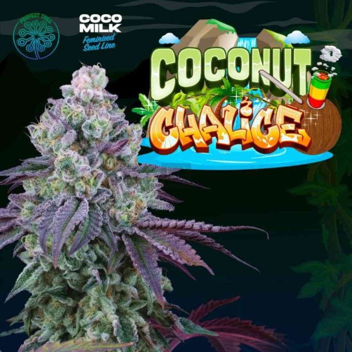 Coconut Chalice (Gelato #41 x Coco Milk)