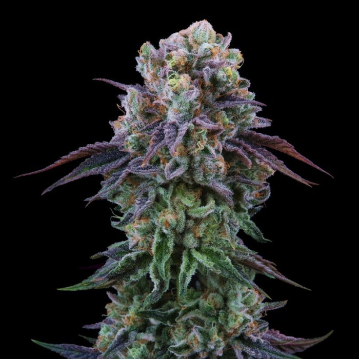 Coconut Cream (LA Kush Cake x Coco Milk)