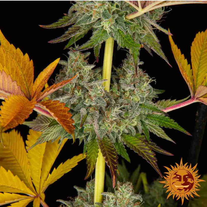 Cookies Kush Auto