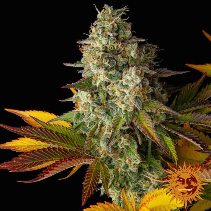 Cookies Kush Auto