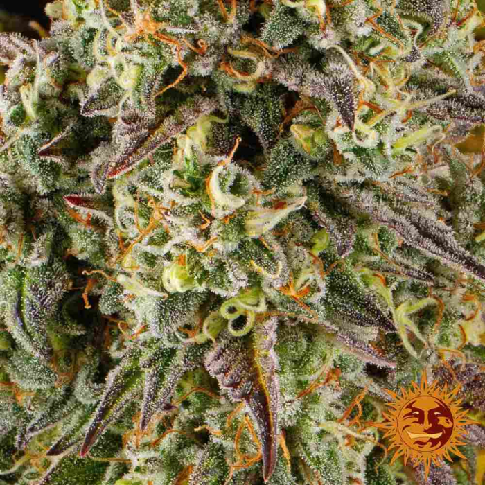 Cookies Kush Auto