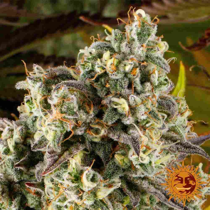 Cookies Kush Auto