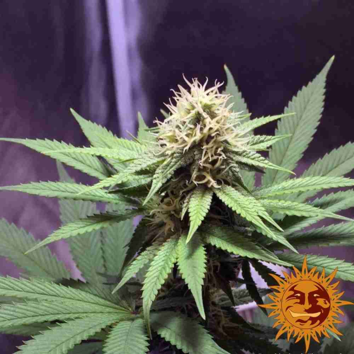 Cookies Kush