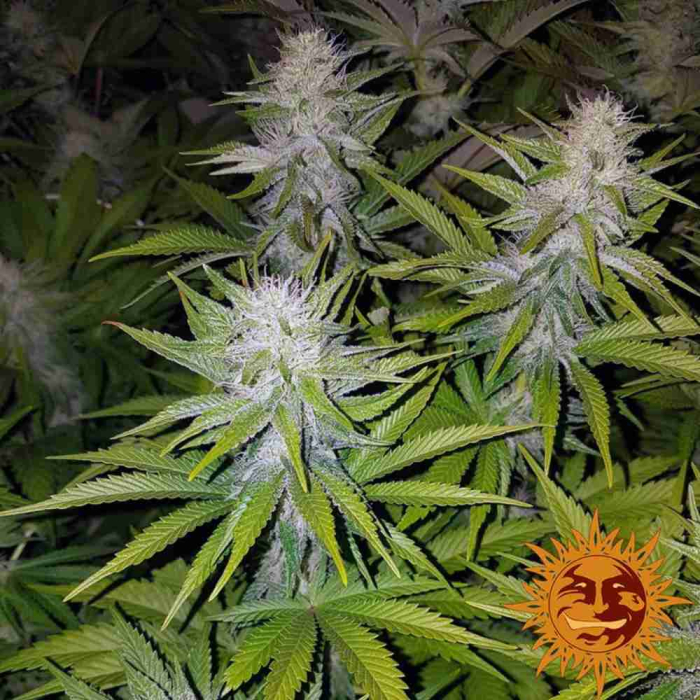 Cookies Kush