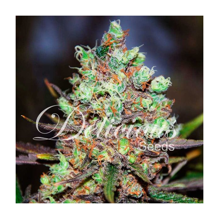 Cotton Candy Cotton Candy