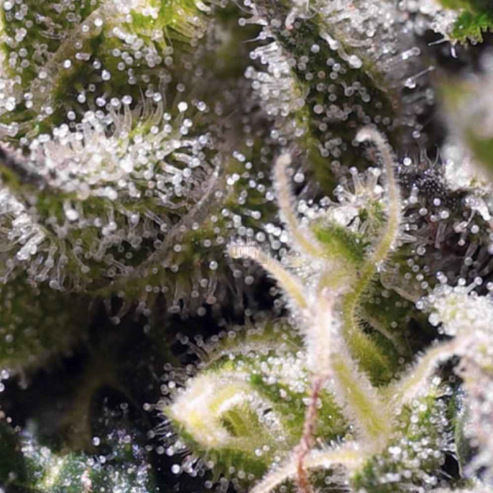 Cream Caramel Auto