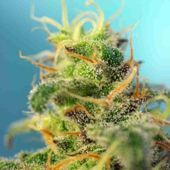 Cream Caramel CBD