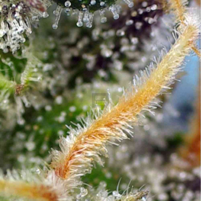 Cream Caramel CBD