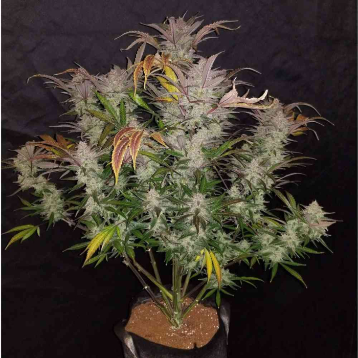 Cream Cookies Auto
