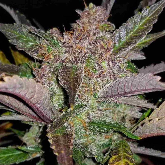 Cream Cookies Auto
