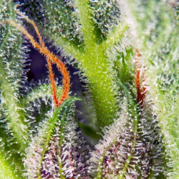 Cream Mandarine XL Auto