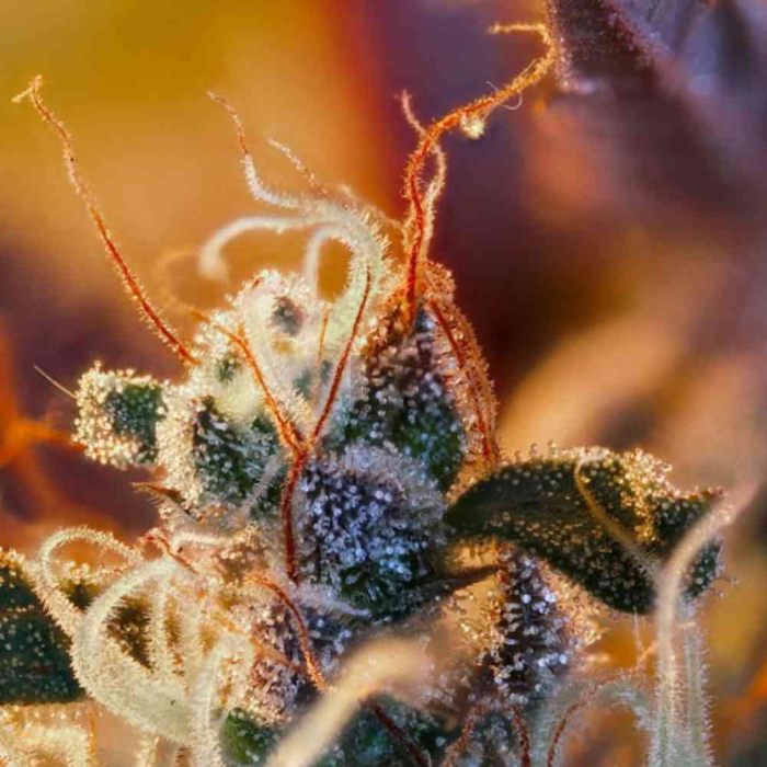 Cream Mandarine XL Auto