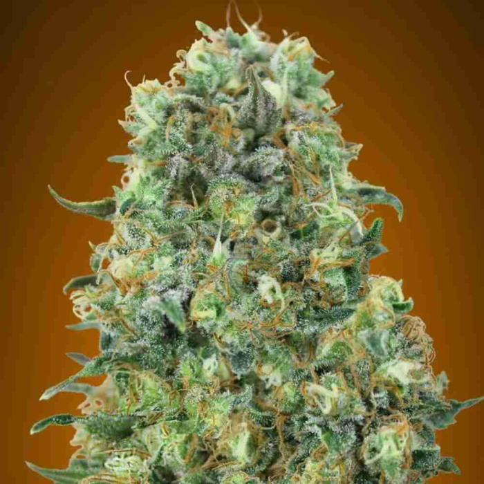 Critical Mass