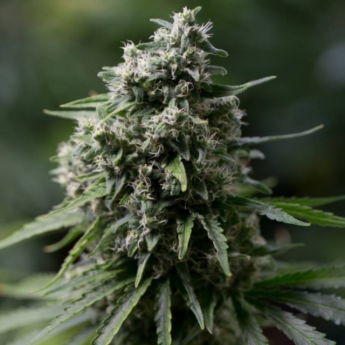 Critical + 2.0 Critical + 2.0