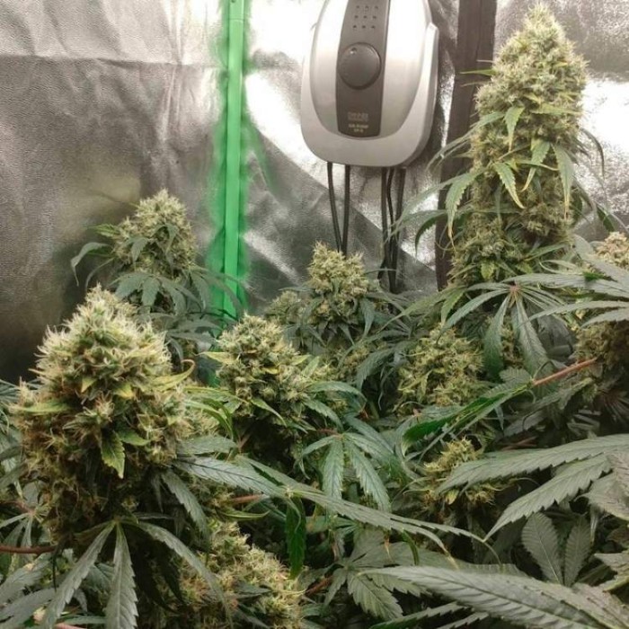 Critical + 2.0 Critical + 2.0