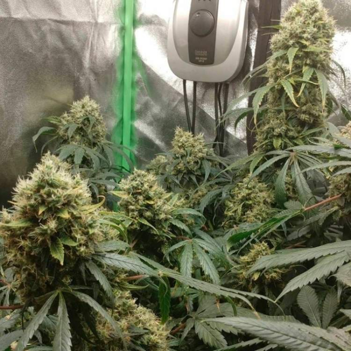 Critical + 2.0 Auto Critical + 2.0 Auto