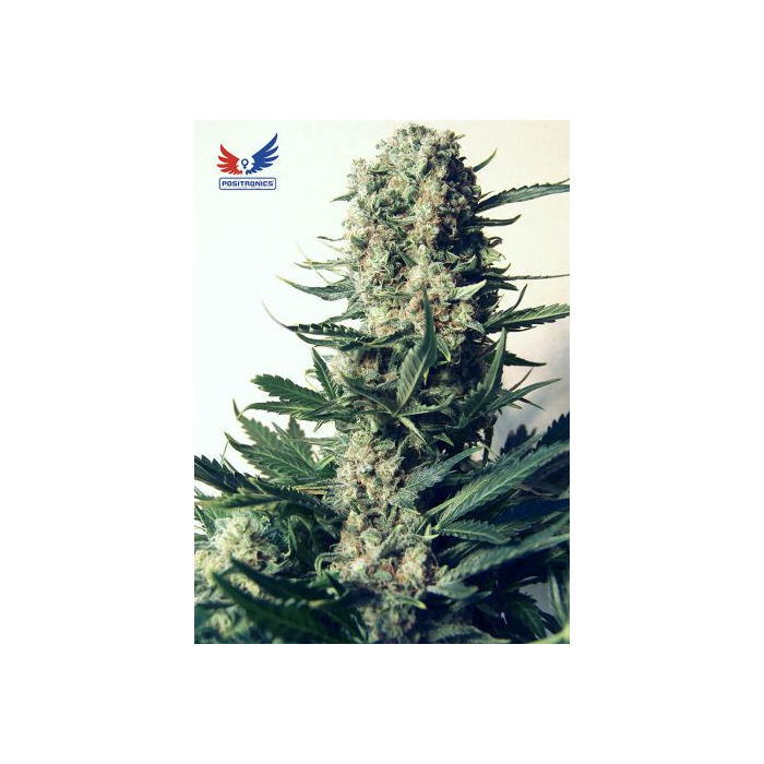 Critical 47 Critical 47