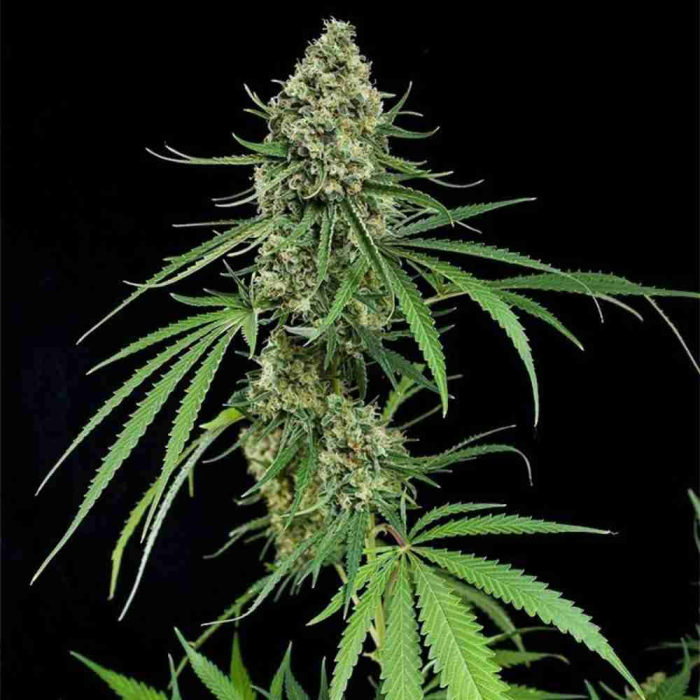 Critical +
