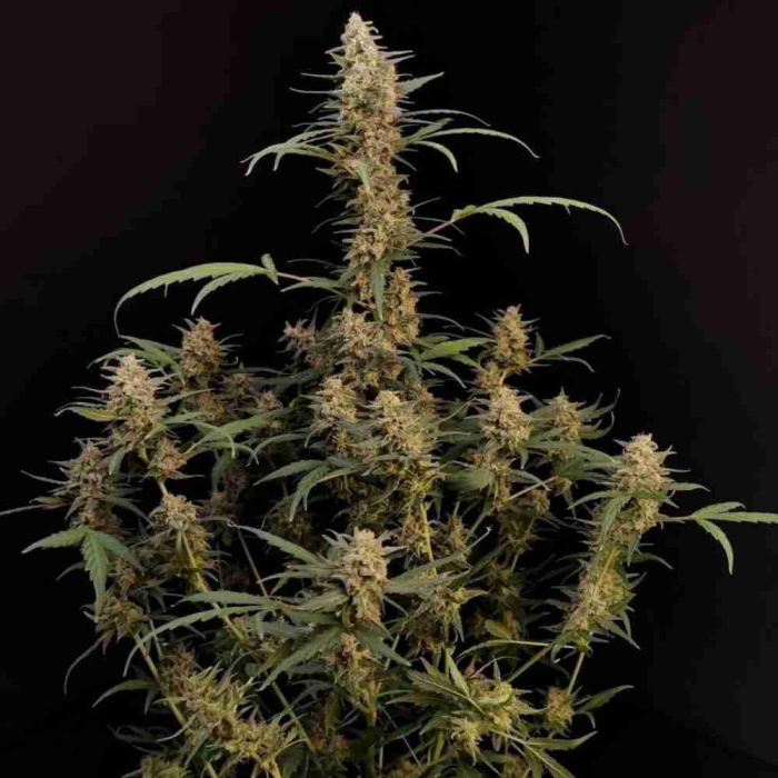 Critical Auto