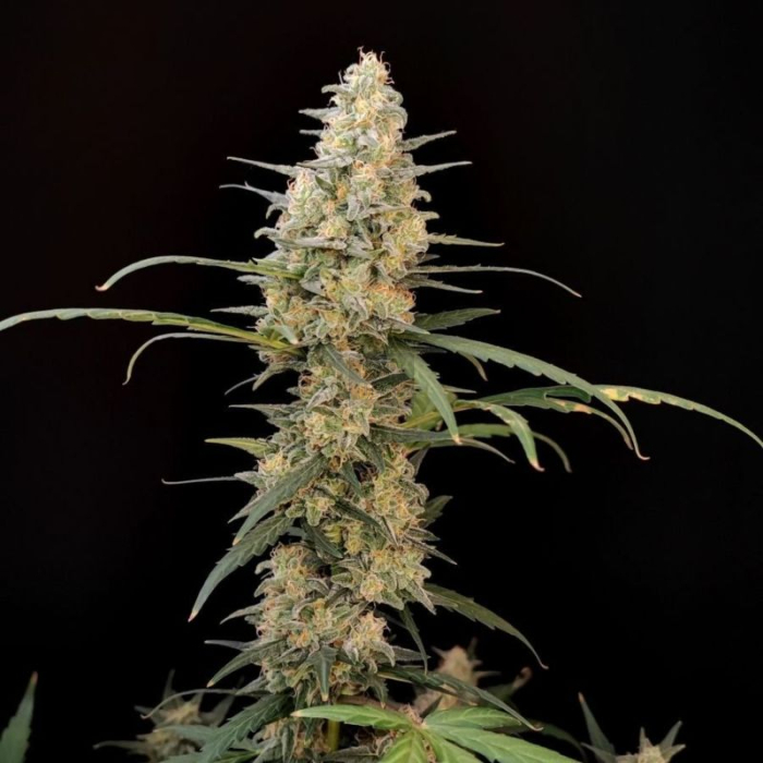 Critical Auto