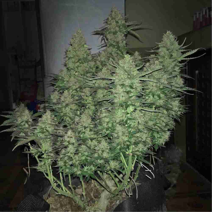 Critical Auto