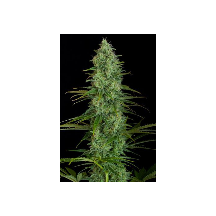 Critical Jack Critical Jack