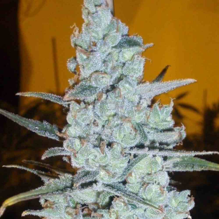 Critical Jack Herer Critical Jack Herer