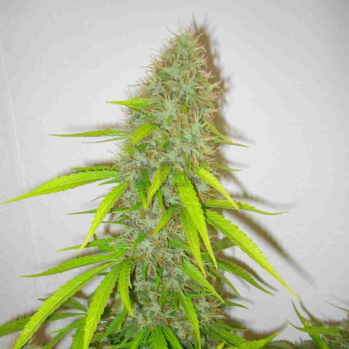 Critical Jack Herer Critical Jack Herer
