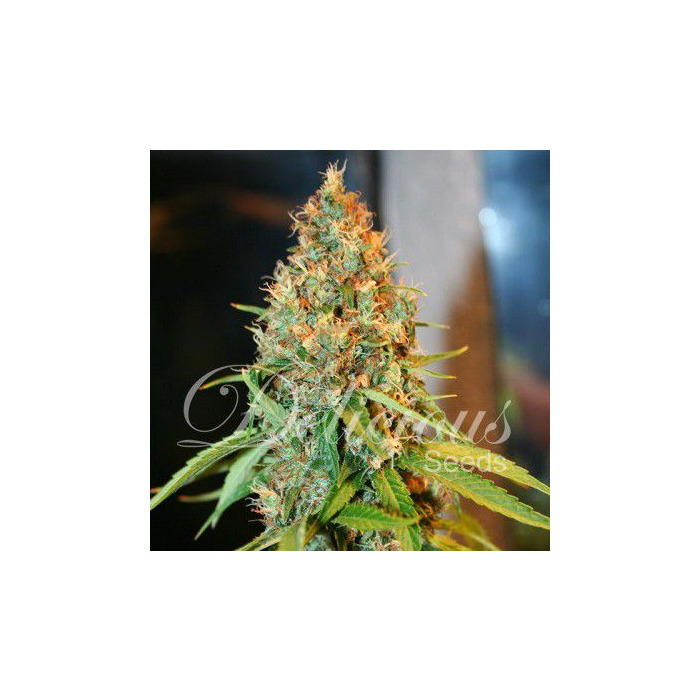 Critical Kali Mist Critical Kali Mist