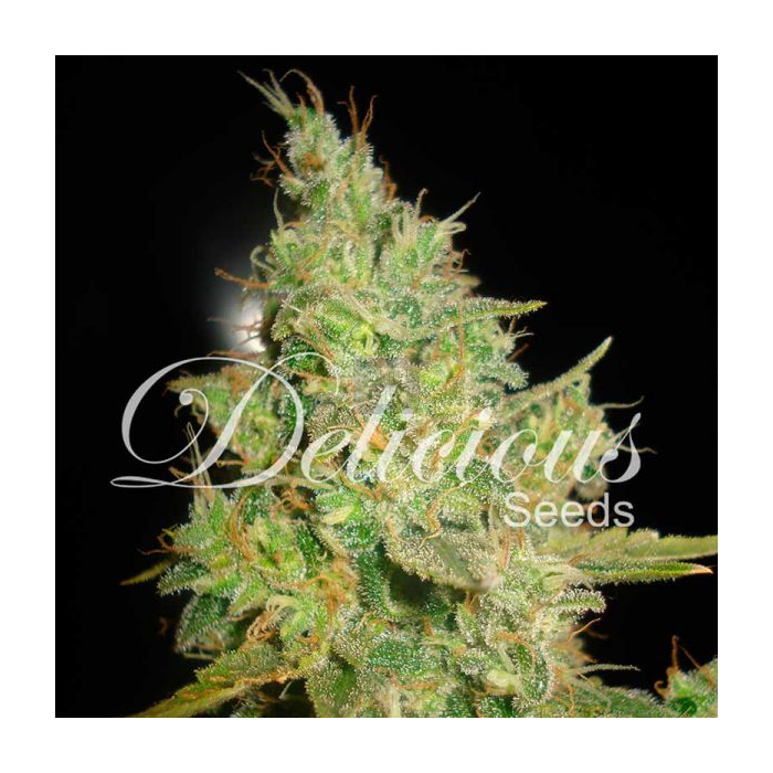 Critical Kali Mist Critical Kali Mist