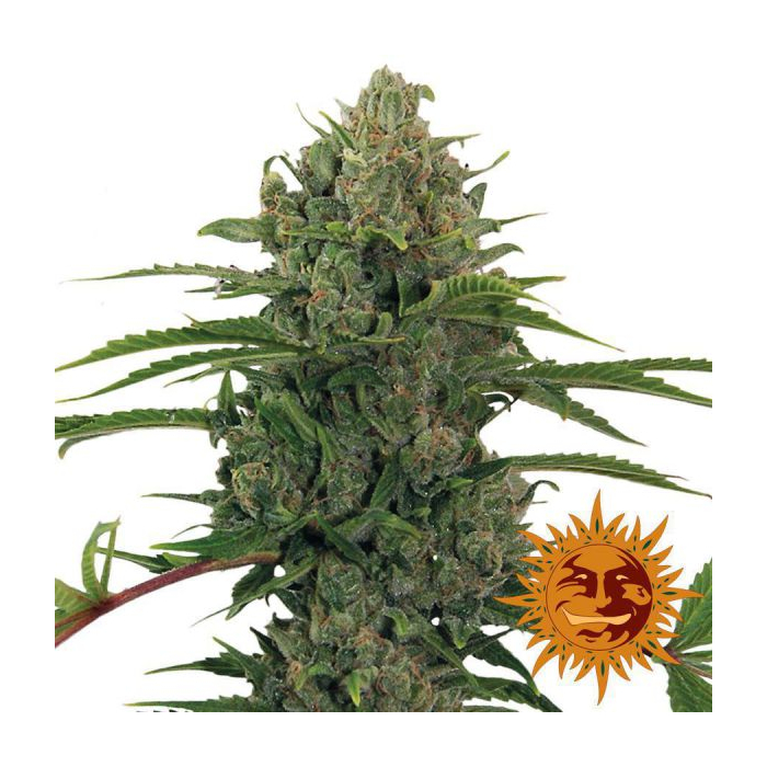 Critical Kush Auto