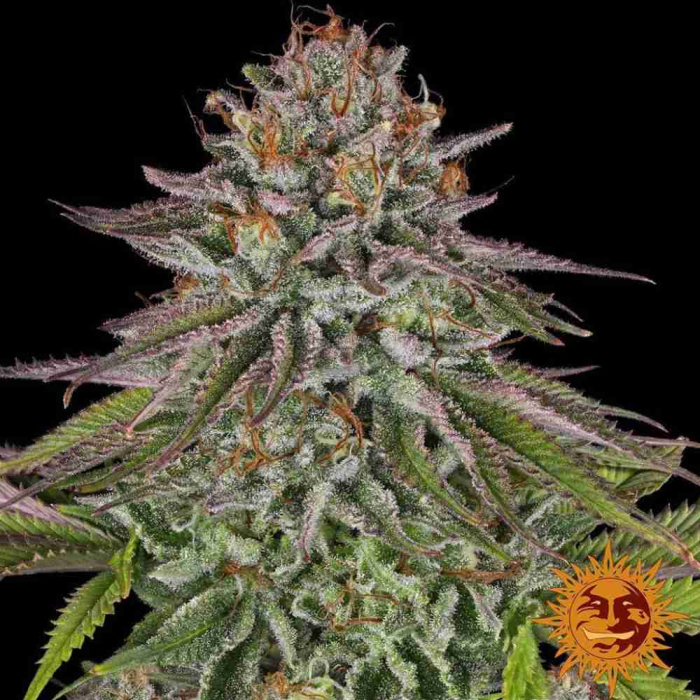 Critical Kush