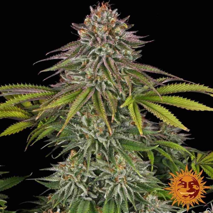 Critical Kush