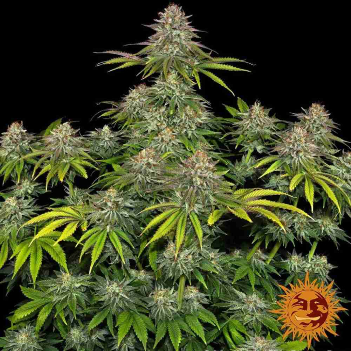 Critical Kush