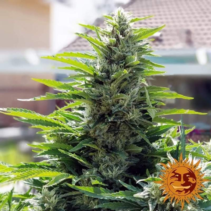 Critical Kush Regular