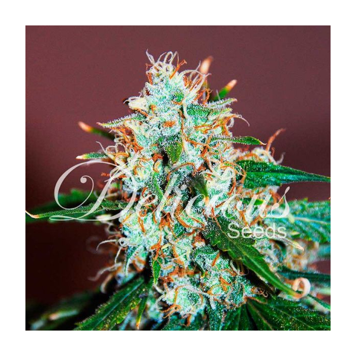 Critical Neville Haze 2.0 Critical Neville Haze 2.0