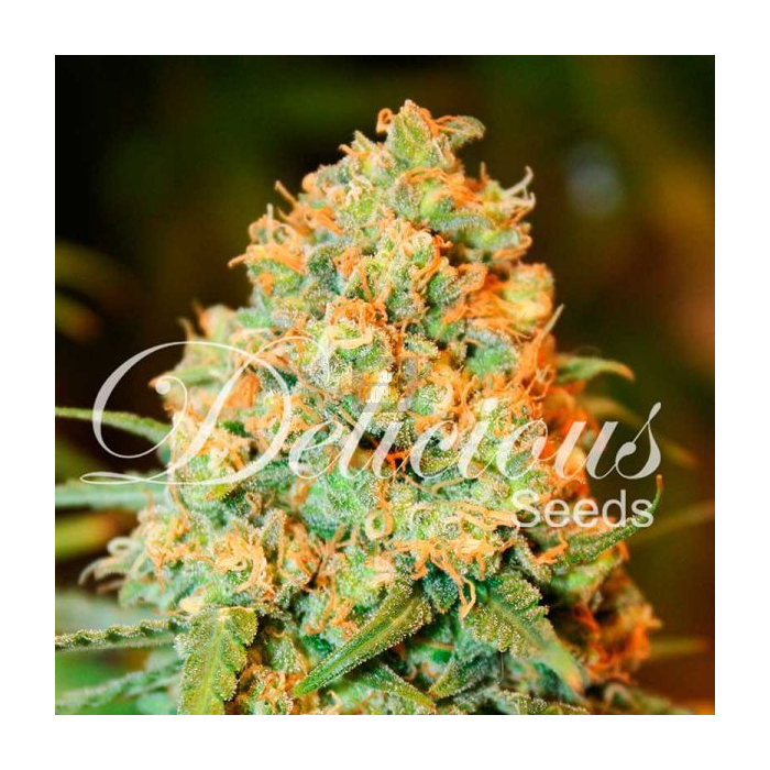 Critical Super Silver Haze Critical Super Silver Haze