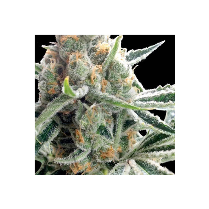 Crockett's Tangie