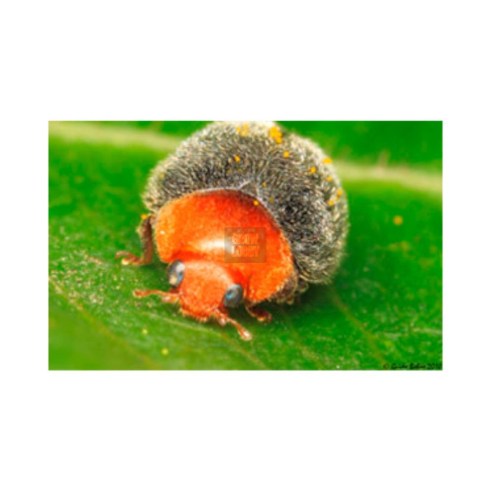 CRYPTOcontrol (Cryptolaemus Montrouzieri)