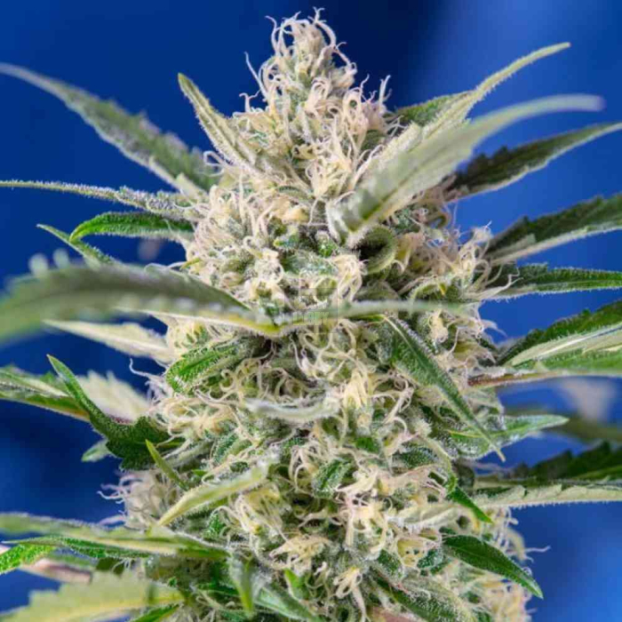 Crystal Candy Auto