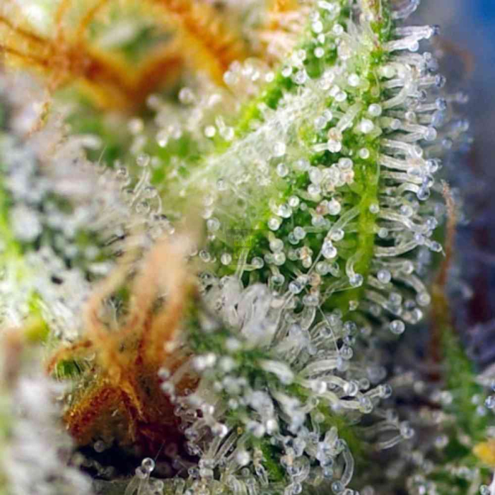Crystal Candy F1 Fast Version
