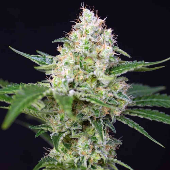 Crystal Candy