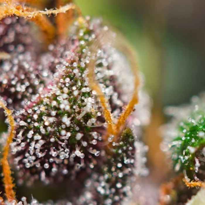 Dark Devil Auto