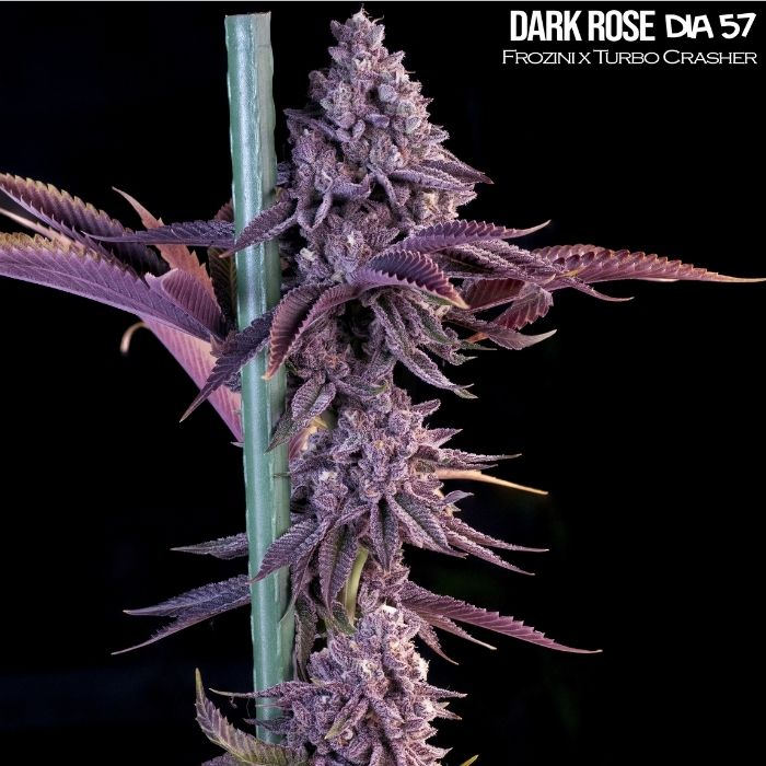 Dark Rose