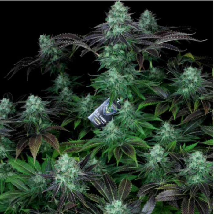 Darkstar