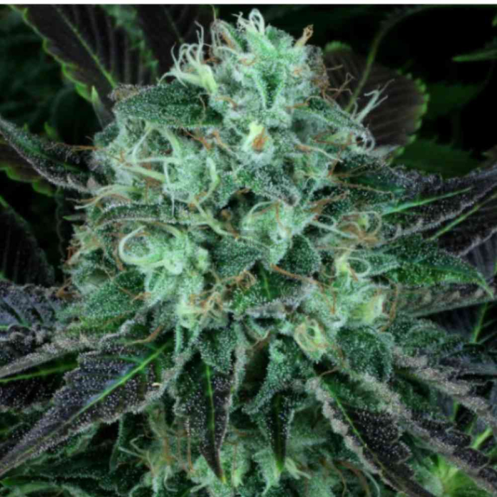 Darkstar