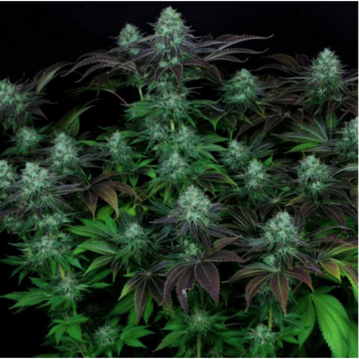 Darkstar