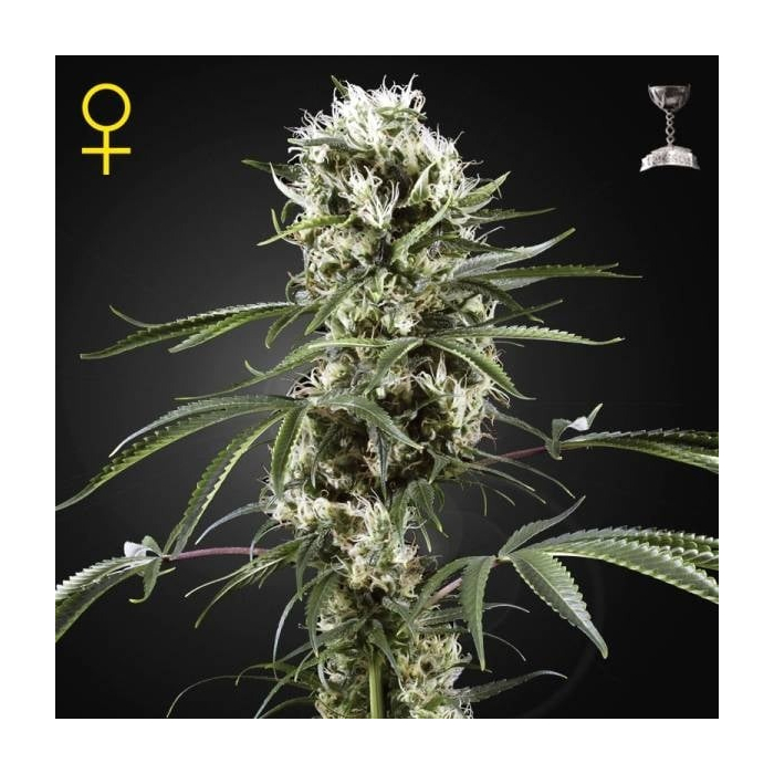 Lemon Skunk Lemon Skunk